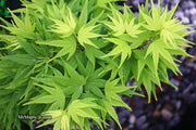 Test Product Mikawa - Mr Maple │ Buy Japanese Maple Trees