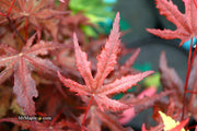 - Acer palmatum 'Waveleaf' Japanese Maple - Mr Maple │ Buy Japanese Maple Trees