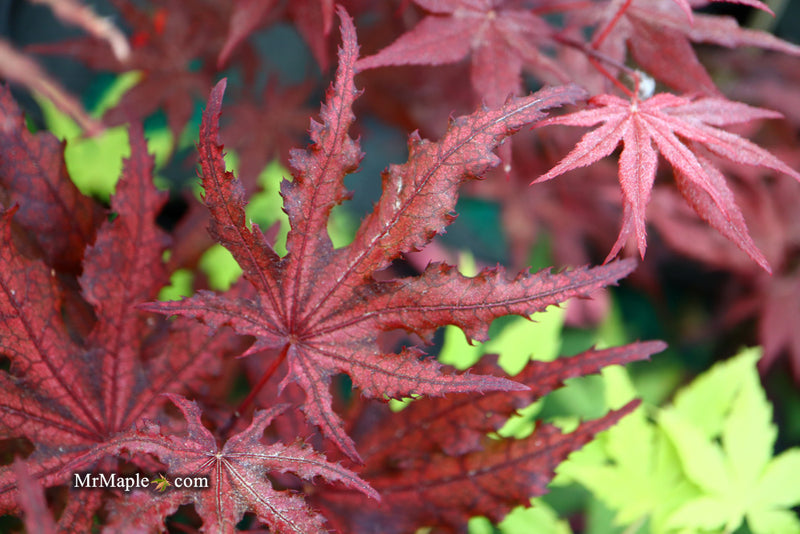 - Acer palmatum 'Waveleaf' Japanese Maple - Mr Maple │ Buy Japanese Maple Trees