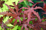 - Acer palmatum 'Waveleaf' Japanese Maple - Mr Maple │ Buy Japanese Maple Trees