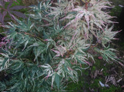 - Acer palmatum 'Snow Kitten' Japanese Maple - Mr Maple │ Buy Japanese Maple Trees