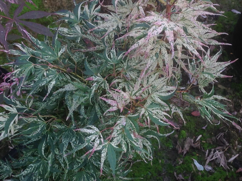 - Acer palmatum 'Snow Kitten' Japanese Maple - Mr Maple │ Buy Japanese Maple Trees