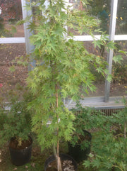 - Acer palmatum 'Rikuzen shidare' Weeping Japanese Maple - Mr Maple │ Buy Japanese Maple Trees