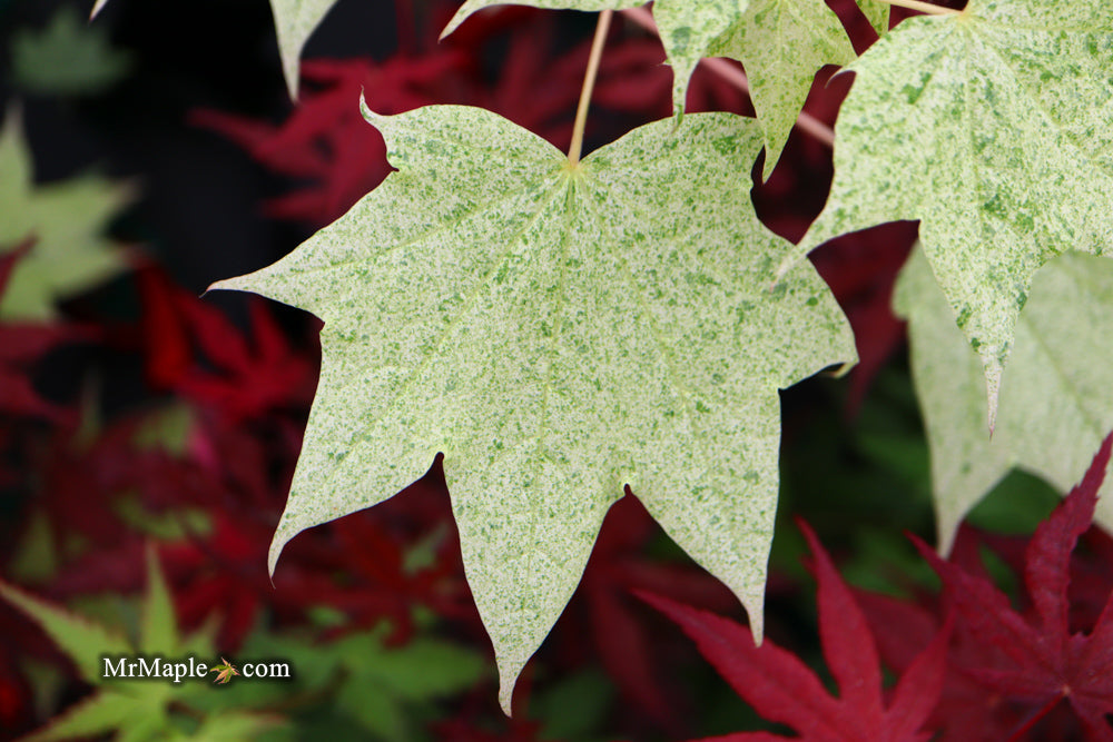 Acer pictum 'Naguri nishiki' Batwing Maple