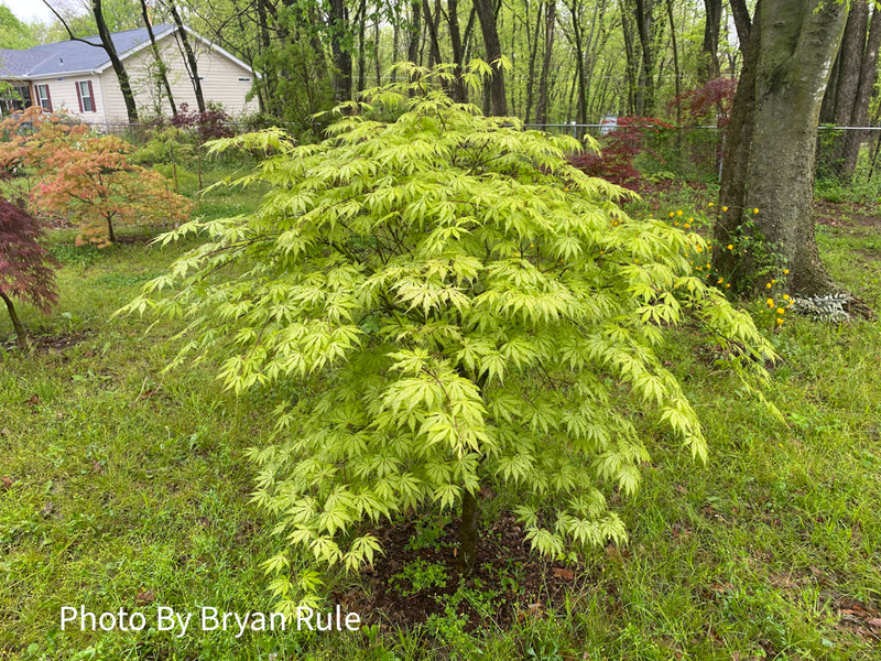 - Acer palmatum 'Grandma Ghost' Japanese Maple - Mr Maple │ Buy Japanese Maple Trees