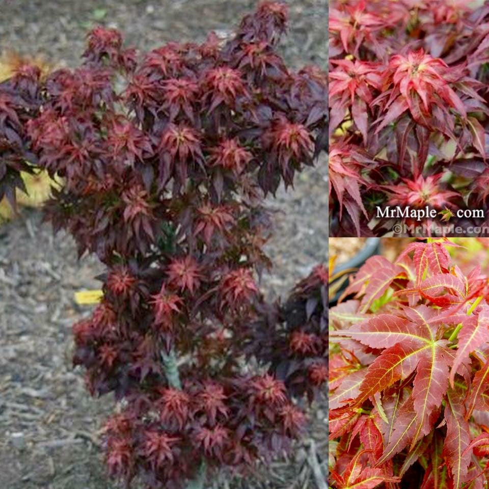Buy Acer palmatum 'Kurenai jishi' Red Lion Japanese Maple — Mr