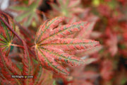 - Acer palmatum x 'Purple Curl' Japanese Maple - Mr Maple │ Buy Japanese Maple Trees