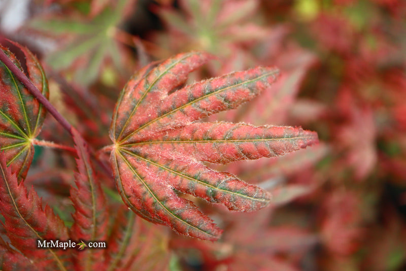 - Acer palmatum x 'Purple Curl' Japanese Maple - Mr Maple │ Buy Japanese Maple Trees