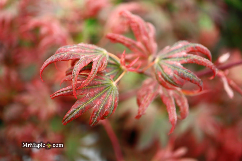 - Acer palmatum x 'Purple Curl' Japanese Maple - Mr Maple │ Buy Japanese Maple Trees