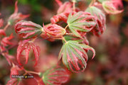 - Acer palmatum x 'Purple Curl' Japanese Maple - Mr Maple │ Buy Japanese Maple Trees