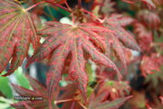 - Acer palmatum x 'Purple Curl' Japanese Maple - Mr Maple │ Buy Japanese Maple Trees