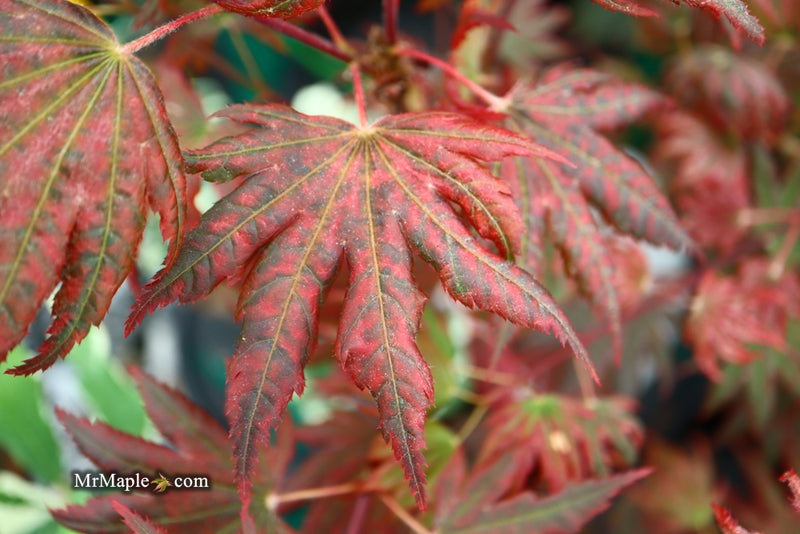 - Acer palmatum x 'Purple Curl' Japanese Maple - Mr Maple │ Buy Japanese Maple Trees