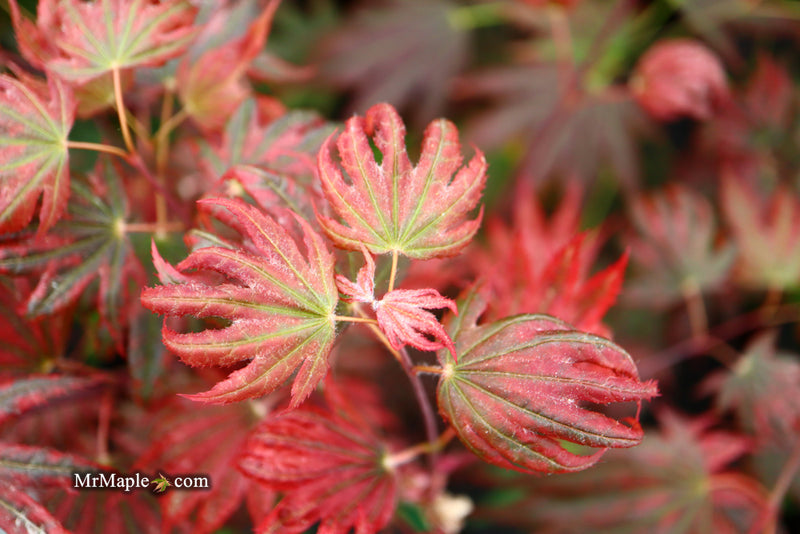 - Acer palmatum x 'Purple Curl' Japanese Maple - Mr Maple │ Buy Japanese Maple Trees