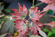 - Acer palmatum x 'Purple Curl' Japanese Maple - Mr Maple │ Buy Japanese Maple Trees