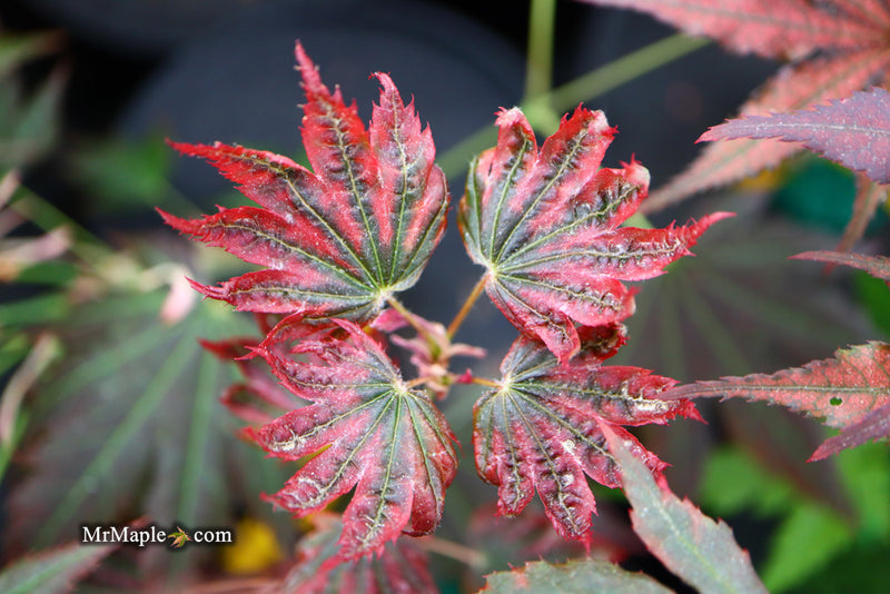- Acer palmatum x 'Purple Curl' Japanese Maple - Mr Maple │ Buy Japanese Maple Trees