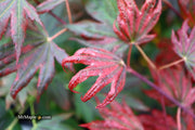 - Acer palmatum x 'Purple Curl' Japanese Maple - Mr Maple │ Buy Japanese Maple Trees