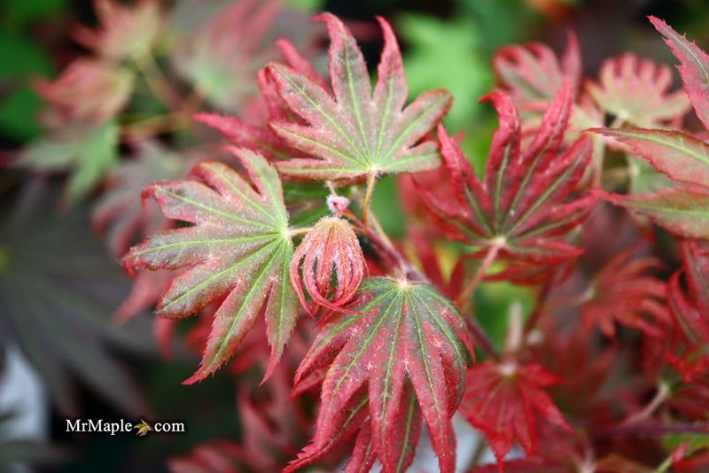 - Acer palmatum x 'Purple Curl' Japanese Maple - Mr Maple │ Buy Japanese Maple Trees