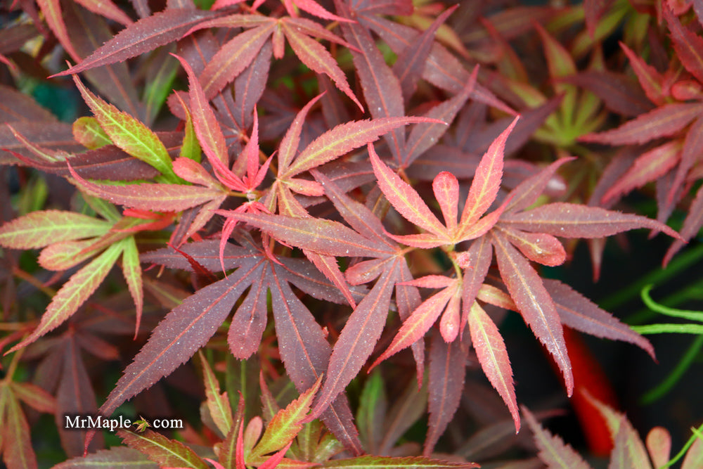 Acer palmatum 'Fireball' Dwarf Japanese Maple