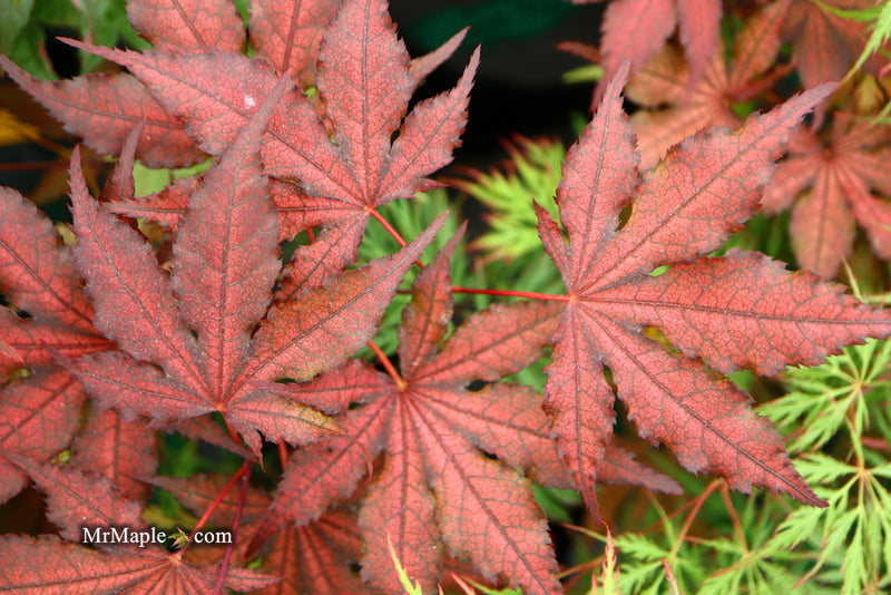 - Acer palmatum 'Dark Knight' Japanese Maple - Mr Maple │ Buy Japanese Maple Trees