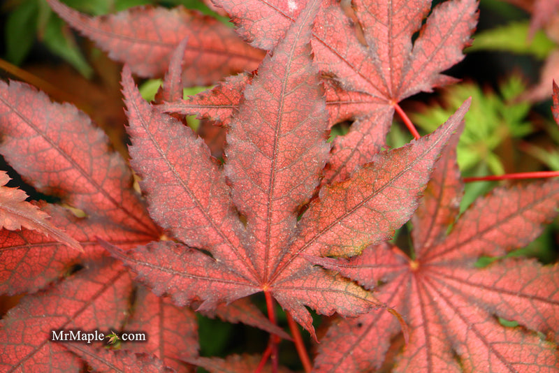 - Acer palmatum 'Dark Knight' Japanese Maple - Mr Maple │ Buy Japanese Maple Trees
