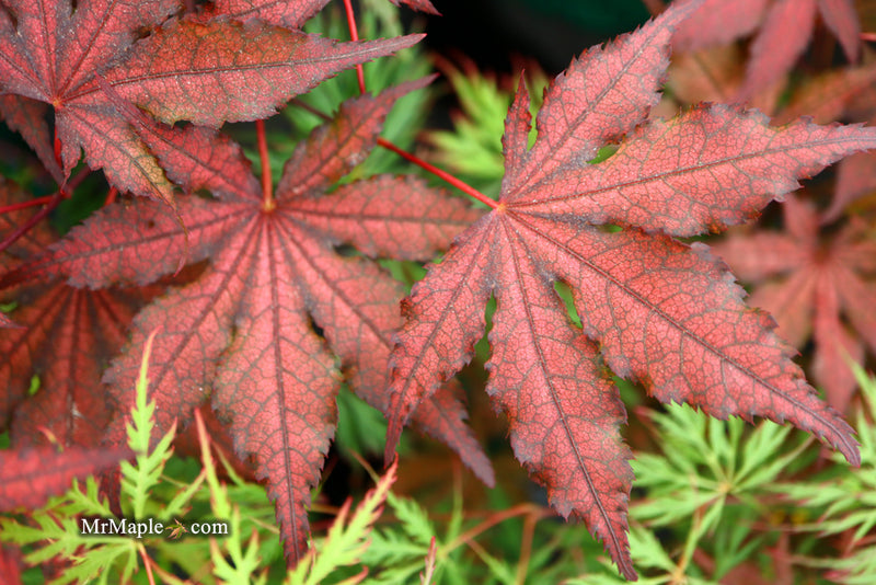 - Acer palmatum 'Dark Knight' Japanese Maple - Mr Maple │ Buy Japanese Maple Trees