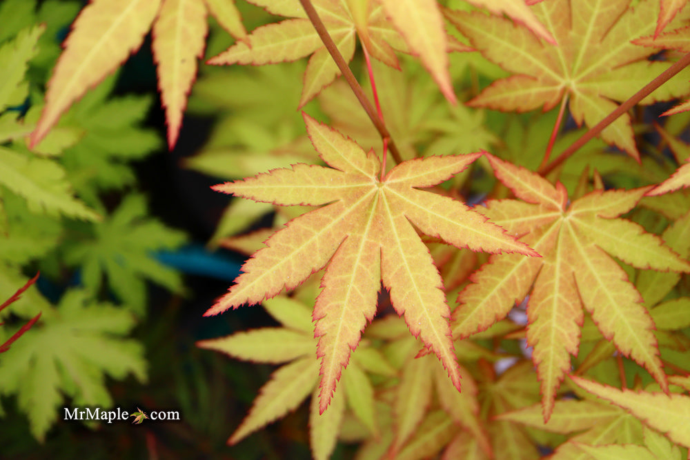 Acer shirasawanum 'Sunny' Golden Full Moon Japanese Maple