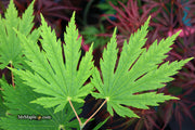 - Acer japonicum ‘Rising Sun’ Japanese Maple - Mr Maple │ Buy Japanese Maple Trees