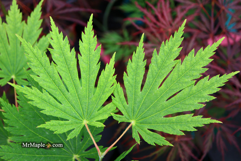 - Acer japonicum ‘Rising Sun’ Japanese Maple - Mr Maple │ Buy Japanese Maple Trees