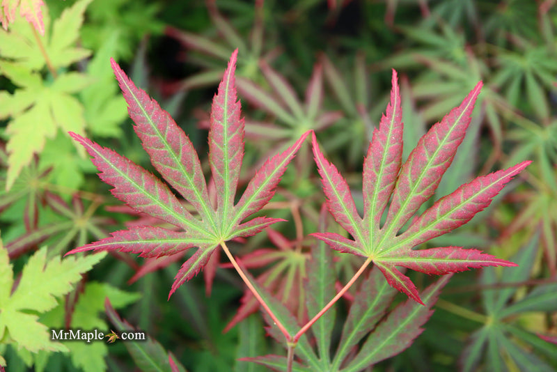 - Acer shirasawanum 'Bronze Age' Bronze Full Moon Japanese Maple - Mr Maple │ Buy Japanese Maple Trees