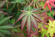 - Acer shirasawanum 'Bronze Age' Bronze Full Moon Japanese Maple - Mr Maple │ Buy Japanese Maple Trees