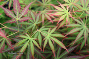 - Acer shirasawanum 'Bronze Age' Bronze Full Moon Japanese Maple - Mr Maple │ Buy Japanese Maple Trees
