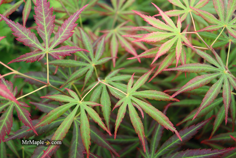 - Acer shirasawanum 'Bronze Age' Bronze Full Moon Japanese Maple - Mr Maple │ Buy Japanese Maple Trees
