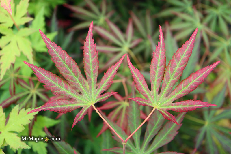 - Acer shirasawanum 'Bronze Age' Bronze Full Moon Japanese Maple - Mr Maple │ Buy Japanese Maple Trees