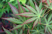 - Acer shirasawanum 'Bronze Age' Bronze Full Moon Japanese Maple - Mr Maple │ Buy Japanese Maple Trees