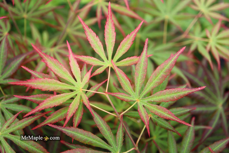 - Acer shirasawanum 'Bronze Age' Bronze Full Moon Japanese Maple - Mr Maple │ Buy Japanese Maple Trees