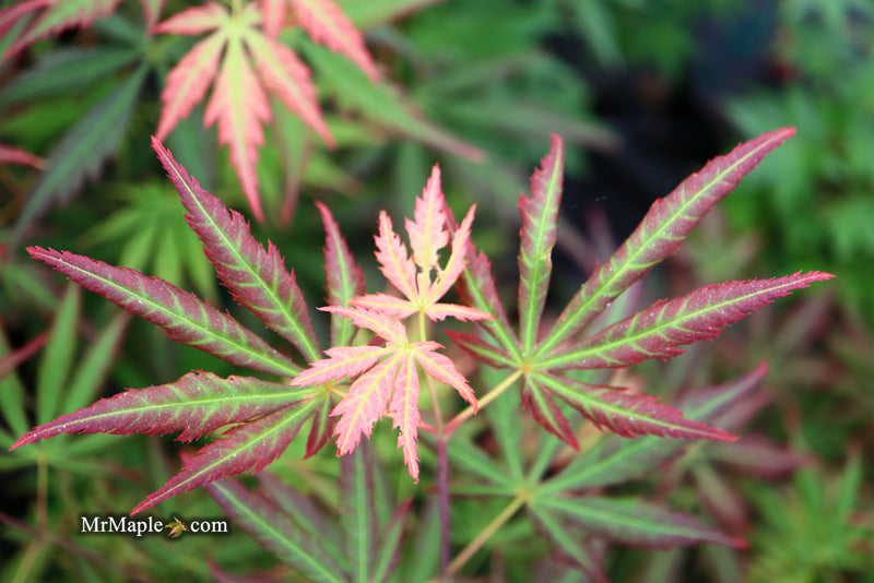 - Acer shirasawanum 'Bronze Age' Bronze Full Moon Japanese Maple - Mr Maple │ Buy Japanese Maple Trees