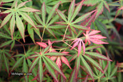 - Acer shirasawanum 'Bronze Age' Bronze Full Moon Japanese Maple - Mr Maple │ Buy Japanese Maple Trees