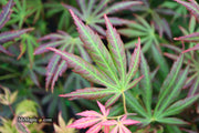 - Acer shirasawanum 'Bronze Age' Bronze Full Moon Japanese Maple - Mr Maple │ Buy Japanese Maple Trees
