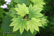 - Acer japonicum 'Taki no gawa' Full Moon Japanese Maple - Mr Maple │ Buy Japanese Maple Trees