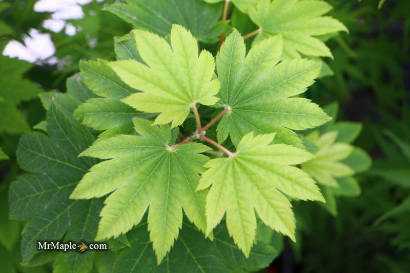 - Acer japonicum 'Taki no gawa' Full Moon Japanese Maple - Mr Maple │ Buy Japanese Maple Trees