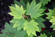 - Acer japonicum 'Taki no gawa' Full Moon Japanese Maple - Mr Maple │ Buy Japanese Maple Trees