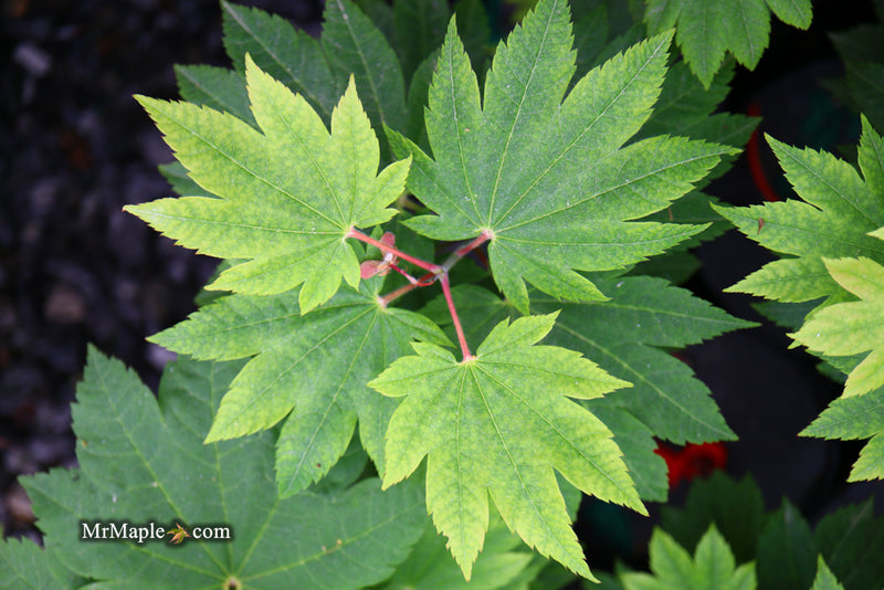 - Acer japonicum 'Taki no gawa' Full Moon Japanese Maple - Mr Maple │ Buy Japanese Maple Trees