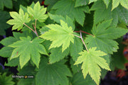 - Acer japonicum 'Taki no gawa' Full Moon Japanese Maple - Mr Maple │ Buy Japanese Maple Trees