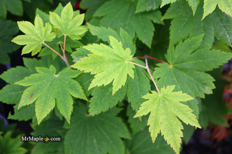 - Acer japonicum 'Taki no gawa' Full Moon Japanese Maple - Mr Maple │ Buy Japanese Maple Trees