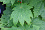 - Acer japonicum 'Taki no gawa' Full Moon Japanese Maple - Mr Maple │ Buy Japanese Maple Trees