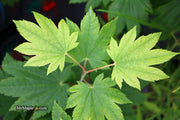 - Acer japonicum 'Taki no gawa' Full Moon Japanese Maple - Mr Maple │ Buy Japanese Maple Trees