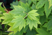 - Acer japonicum 'Taki no gawa' Full Moon Japanese Maple - Mr Maple │ Buy Japanese Maple Trees