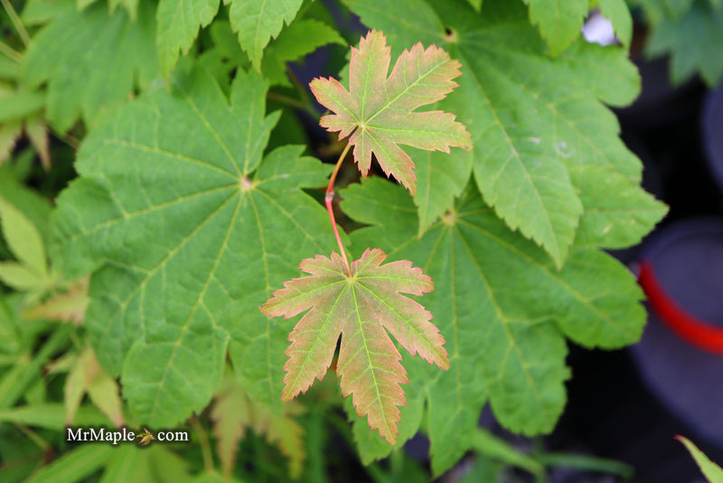 - Acer japonicum 'Taki no gawa' Full Moon Japanese Maple - Mr Maple │ Buy Japanese Maple Trees