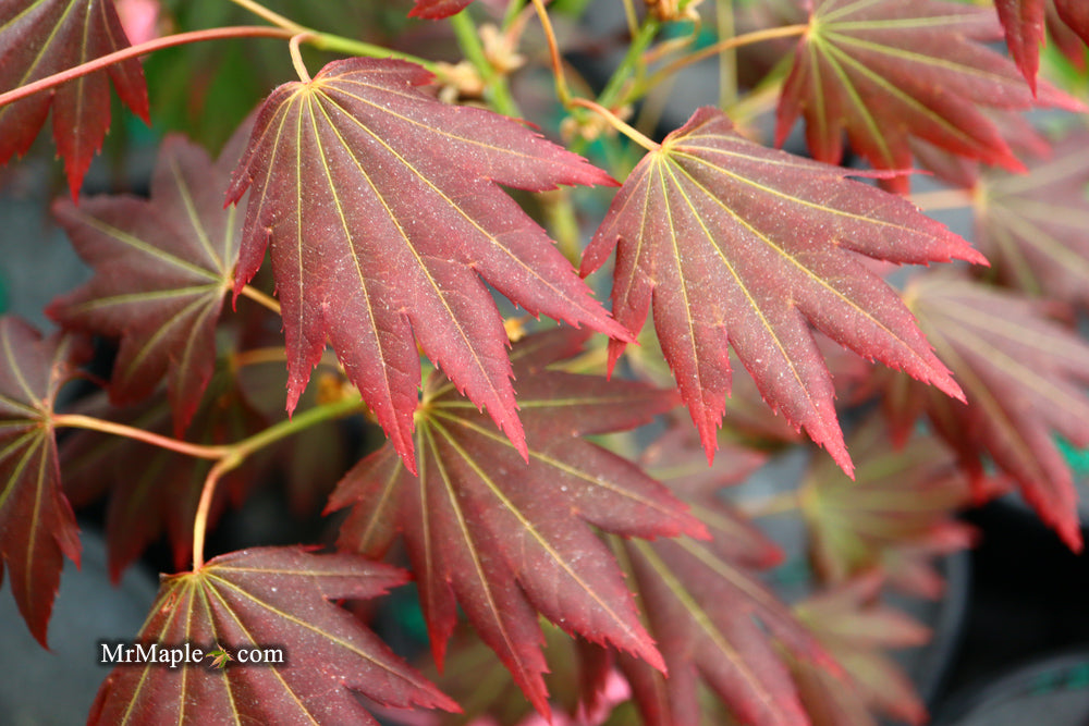 Acer shirasawanum 'Purple Velvet' Japanese Maple