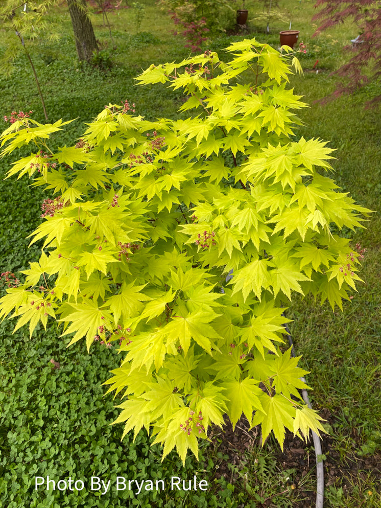 Buy Acer shirasawanum 'Jordan' Golden Full Moon Japanese Maple — Mr ...